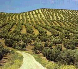 Olivares de la comarca de La Serena